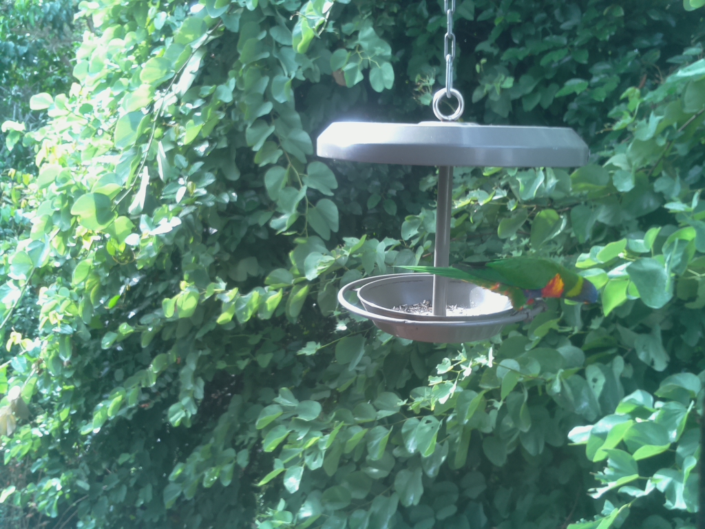 Parrot Cam
