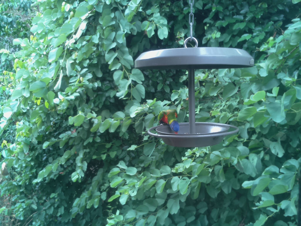 Parrot Cam