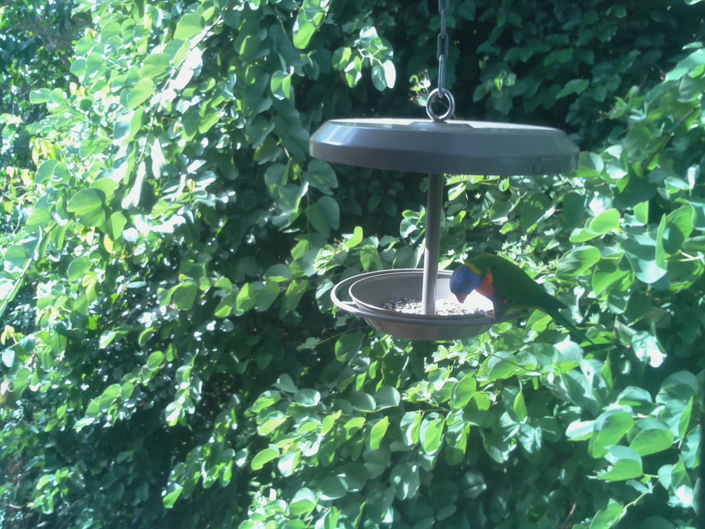 Parrot Cam