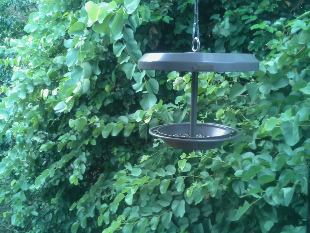 Parrot Cam