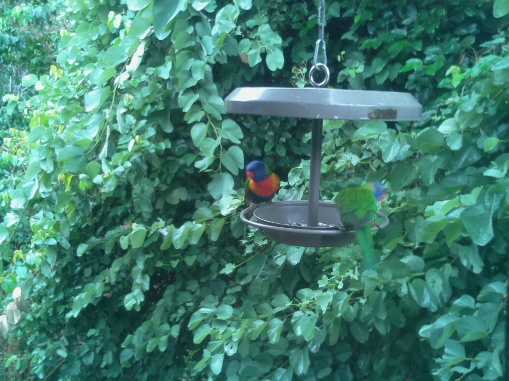 Parrot Cam