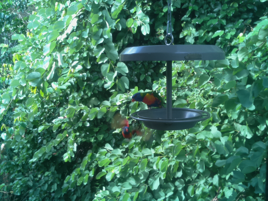 Parrot Cam