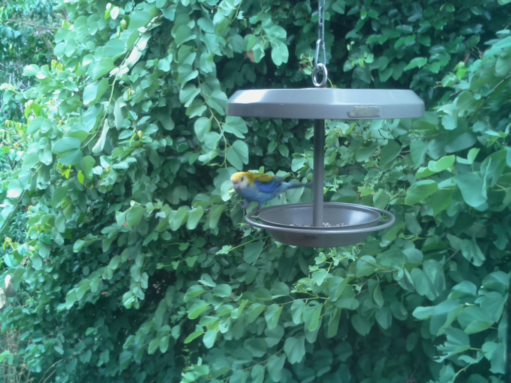 Parrot Cam