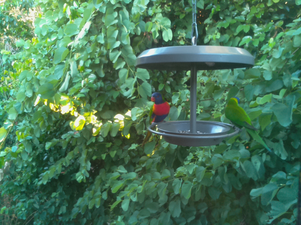 Parrot Cam