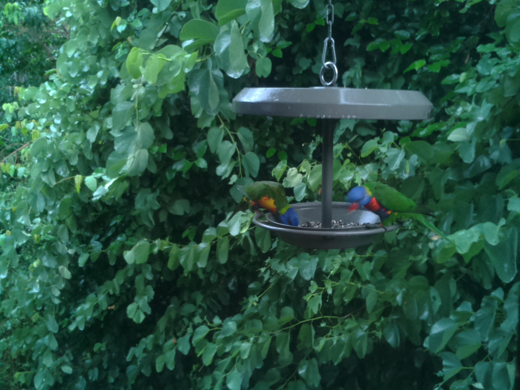 Parrot Cam