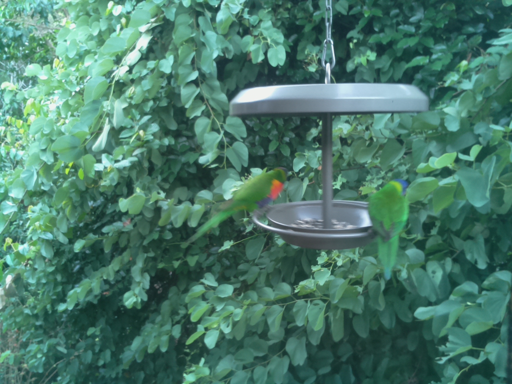 Parrot Cam