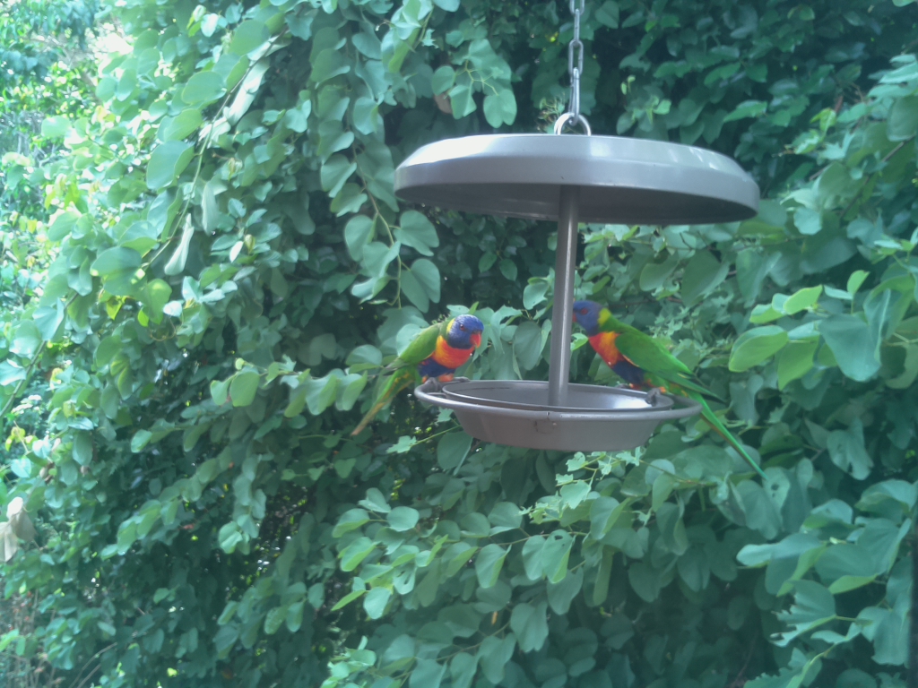 Parrot Cam