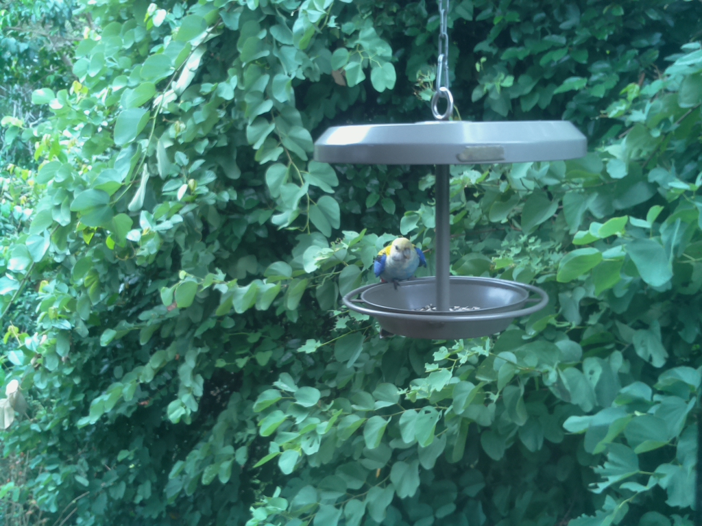 Parrot Cam