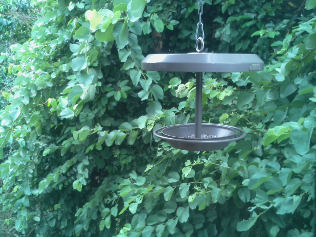 Parrot Cam